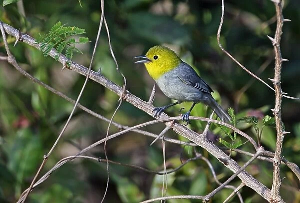 Yellow-headed Warbler (Teretistris fernandinae) adult male, singing, perched on twigs, Zapata Peninsula