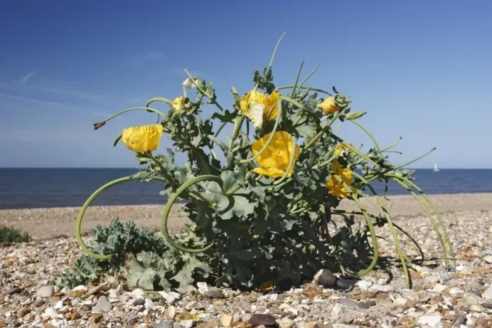 Framed Print : Yellow-horned Poppy (Glaucium flavum) flowering, growing on shingle beach, Aldeburgh, Suffolk, England, August Framed Print : Yellow-horned Poppy (Glaucium flavum) flowering, growing on shingle beach, Aldeburgh, Suffolk, England, August