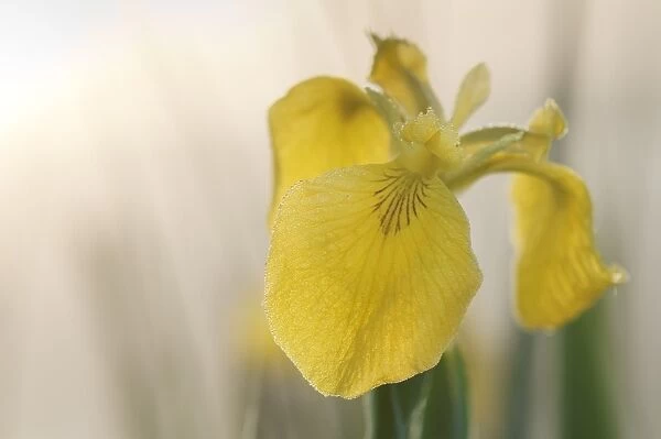 Yellow Iris (Iris pseudacorus) close-up of flowers with dew, North Kent Marshes, Isle of Sheppey, Kent, England, may