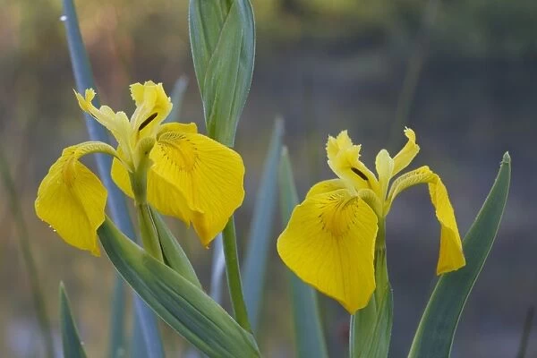 Yellow Iris (Iris pseudacorus) close-up of two flowers, Powys, Wales, june