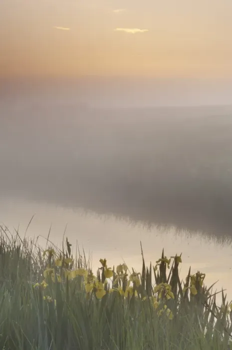 Framed Print : Yellow Iris (Iris pseudacorus) flowering, growing beside dyke in coastal grazing marsh habitat, in mist at sunrise, Elmley Marshes N. N. R. Isle of Sheppey, Kent, England, may