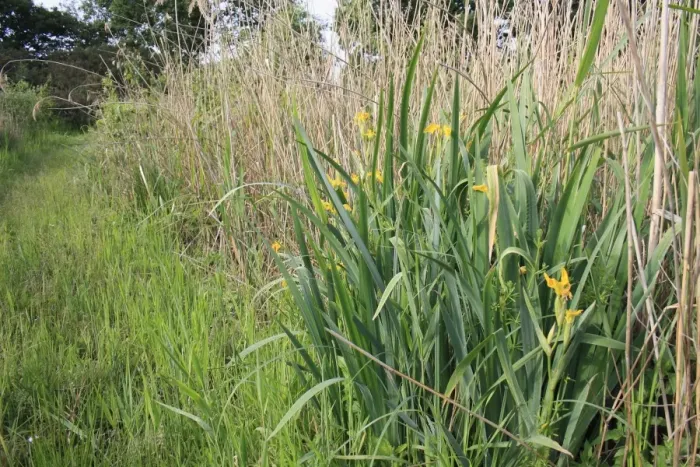 Framed Print : Yellow Iris (Iris pseudacorus) flowering, growing in reedbed, Little Ouse Headwaters Project, Hinderclay Fen, Hinderclay, Little Ouse Valley, Suffolk, England, june Framed Print : Yellow Iris (Iris pseudacorus) flowering, growing in reedbed, Little Ouse Headwaters Project, Hinderclay Fen, Hinderclay, Little Ouse Valley, Suffolk, England, june