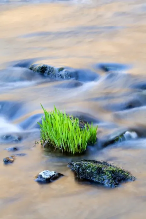 Framed Print : Yellow Iris (Iris pseudacorus) new growth, growing beside rock in river, East Lyn River, near Watersmeet, North Devon Framed Print : Yellow Iris (Iris pseudacorus) new growth, growing beside rock in river, East Lyn River, near Watersmeet, North Devon