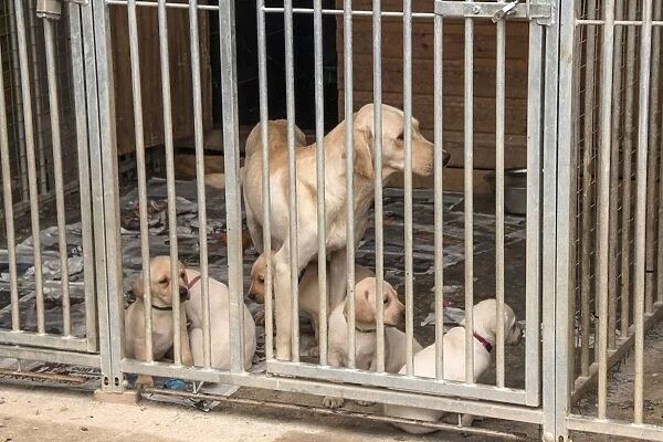 Yellow Labrador bitch with 5 week old puppies in outdoor kennel