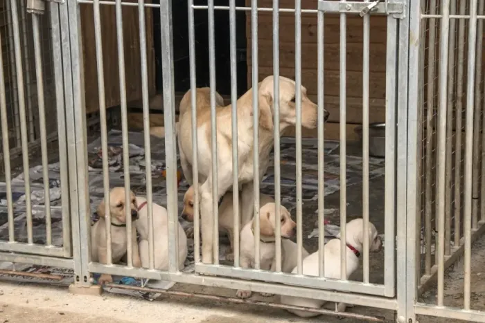 Framed Print : Yellow Labrador bitch with 5 week old puppies in outdoor kennel Framed Print : Yellow Labrador bitch with 5 week old puppies in outdoor kennel
