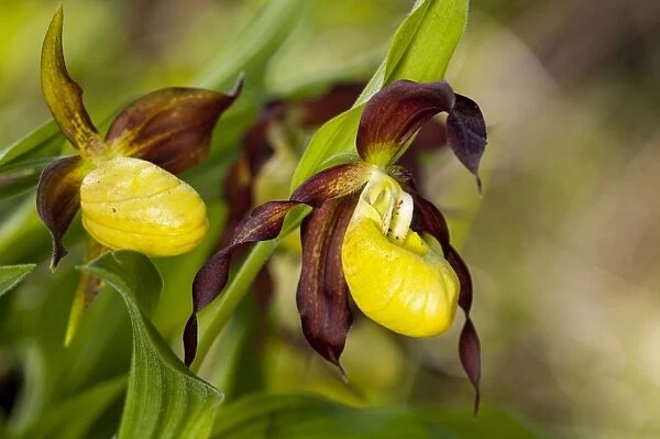 Yellow Ladys Slipper Orchid (Cypripedium calceolus) close-up of flowers, pot-grown specimens