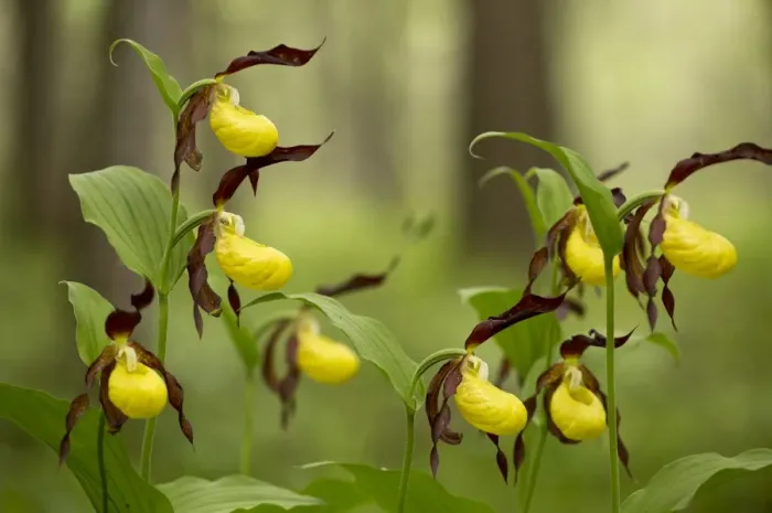 Framed Print : Yellow Ladys Slipper Orchid (Cypripedium calceolus) flowering, growing in woodland, Dolomites, Italian Alps, Italy Framed Print : Yellow Ladys Slipper Orchid (Cypripedium calceolus) flowering, growing in woodland, Dolomites, Italian Alps, Italy