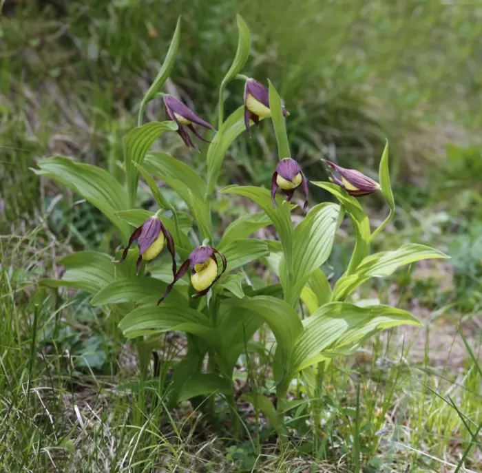 Framed Print : Yellow Ladys Slipper Orchid (Cypripedium calceolus) flowering, Dolomites, Italian Alps, Italy, June