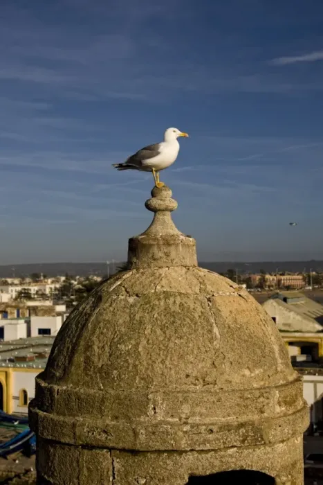 Framed Print : Yellow-legged Gull (Larus michahellis) adult, standing on rooftop in coastal city, Essaouira, Morocco, february Framed Print : Yellow-legged Gull (Larus michahellis) adult, standing on rooftop in coastal city, Essaouira, Morocco, february