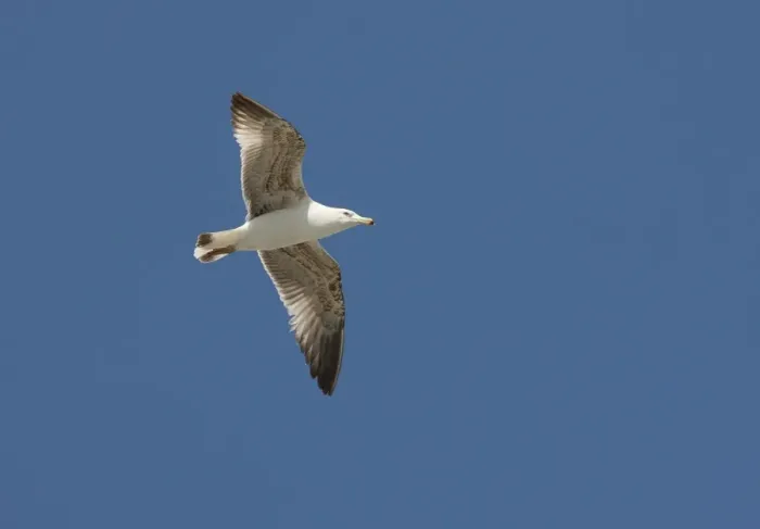 Framed Print : Yellow-legged Gull (Larus michahellis) immature, second summer plumage, in flight, Algarve, Portugal, april Framed Print : Yellow-legged Gull (Larus michahellis) immature, second summer plumage, in flight, Algarve, Portugal, april