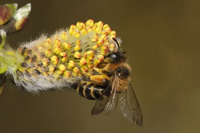Framed Print : Yellow-legged Mining Bee (Andrena flavipes) adult, feeding on Goat Willow (Salix caprea) flower