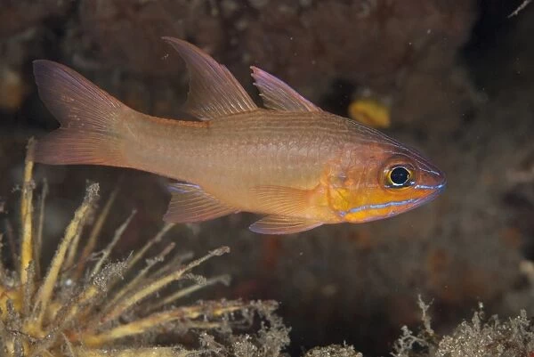 Yellow-lined Cardinalfish (Ostorhinchus chrysotaenia) adult, swimming, Lembeh Straits, Sulawesi, Sunda Islands
