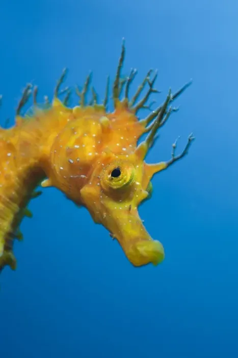 Framed Print : Yellow Longsnouted Seahorse, Hippocampus ramulosus, Tamariu, Costa Brava, Mediterranean Sea, Spain Framed Print : Yellow Longsnouted Seahorse, Hippocampus ramulosus, Tamariu, Costa Brava, Mediterranean Sea, Spain