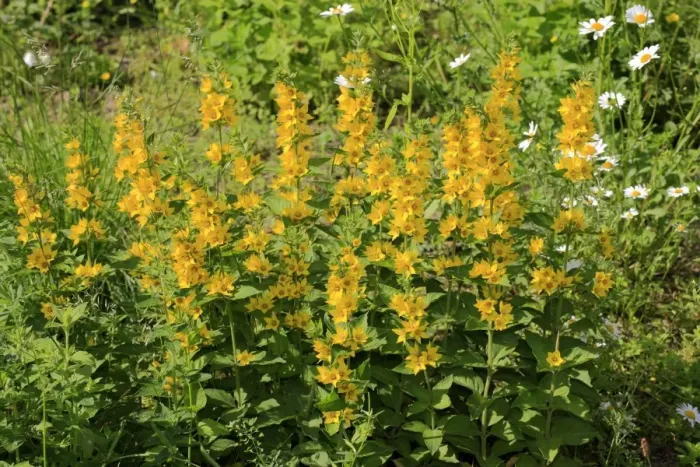 Framed Print : Yellow Loosestrife (Lysimachia punctata) flowering, in garden, Luisenpark, Mannheim, Baden-Wurttemberg, Germany Framed Print : Yellow Loosestrife (Lysimachia punctata) flowering, in garden, Luisenpark, Mannheim, Baden-Wurttemberg, Germany