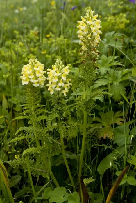 Framed Print : Yellow Lousewort (Pedicularis condensata) flowering, Pontic Mountains, Anatolia, Turkey, July Framed Print : Yellow Lousewort (Pedicularis condensata) flowering, Pontic Mountains, Anatolia, Turkey, July