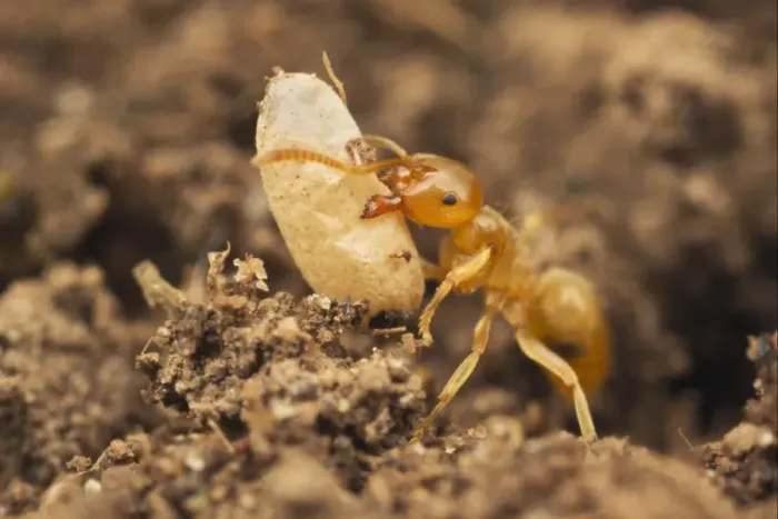 Framed Print : Yellow Meadow Ant (Lasius flavus) adult, moving exposed pupa to safety, Leicestershire, England, june Framed Print : Yellow Meadow Ant (Lasius flavus) adult, moving exposed pupa to safety, Leicestershire, England, june