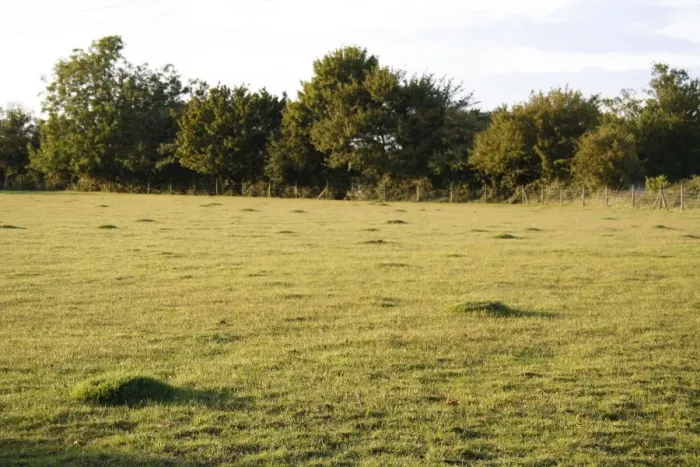 Framed Print : Yellow Meadow Ant (Lasius flavus) ant-hills, in close-cropped sheep grazed pasture, in evening sunlight, Bacton, Suffolk, England, august Framed Print : Yellow Meadow Ant (Lasius flavus) ant-hills, in close-cropped sheep grazed pasture, in evening sunlight, Bacton, Suffolk, England, august