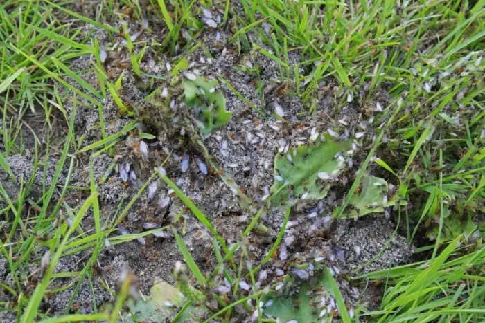 Framed Print : Yellow Meadow Ant (Lasius flavus) workers and winged adults, group emerging from nest in garden lawn, Suffolk, England, august Framed Print : Yellow Meadow Ant (Lasius flavus) workers and winged adults, group emerging from nest in garden lawn, Suffolk, England, august