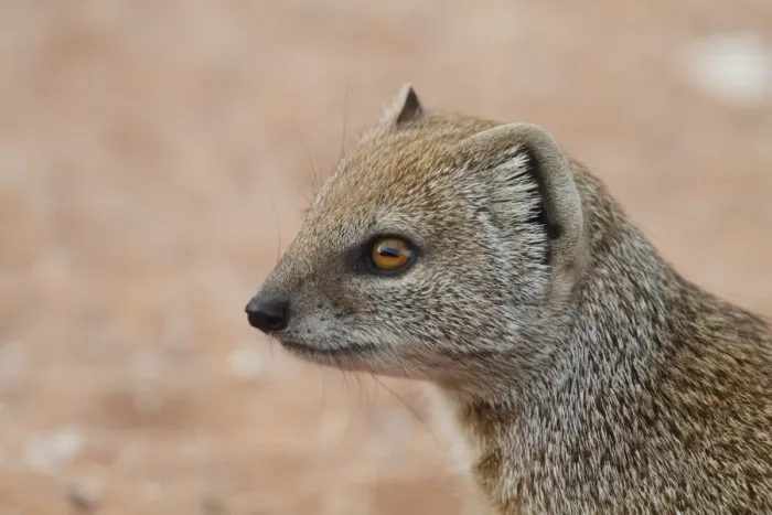 Framed Print : Yellow Mongoose (Cynictis penicillata) adult, close-up of head, Kalahari Gemsbok N. P. Kgalagadi Transfrontier Park, South Africa