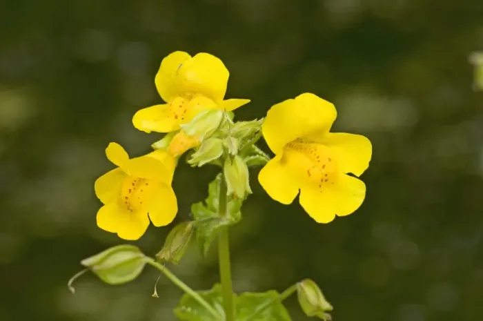 Framed Print : Yellow Monkeyflower (Mimulus guttatus) introduced species, close-up of flowers, England, june Framed Print : Yellow Monkeyflower (Mimulus guttatus) introduced species, close-up of flowers, England, june