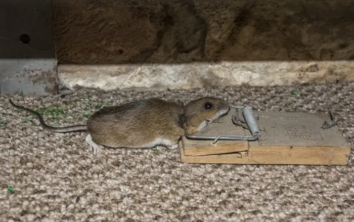 Framed Print : Yellow necked mouse caught in mouse trap Framed Print : Yellow necked mouse caught in mouse trap