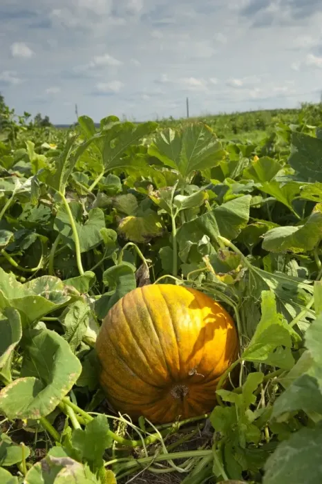 Framed Print : Yellow Pumpkin (Cucurbita sp. ) fruit, crop growing in field, Pennsylvania, U. S. A. september Framed Print : Yellow Pumpkin (Cucurbita sp. ) fruit, crop growing in field, Pennsylvania, U. S. A. september