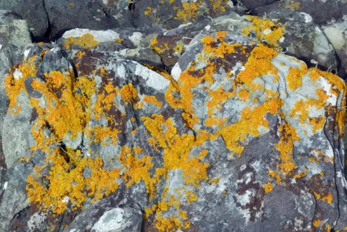 Framed Print : yellow scales, a colourful coastal lichen Framed Print : yellow scales, a colourful coastal lichen