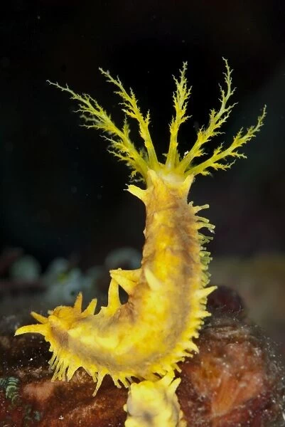 Yellow Sea Cucumber (Colochirus robustus) adult, with feeding tentacles extended, Lembeh Straits, Sulawesi