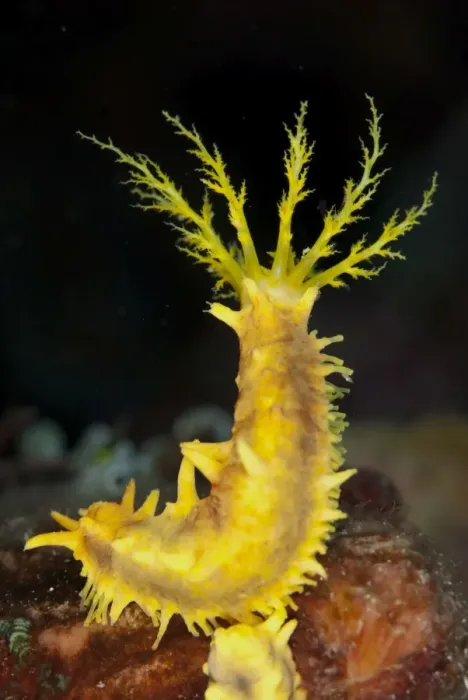 Framed Print : Yellow Sea Cucumber (Colochirus robustus) adult, with feeding tentacles extended, Lembeh Straits, Sulawesi Framed Print : Yellow Sea Cucumber (Colochirus robustus) adult, with feeding tentacles extended, Lembeh Straits, Sulawesi