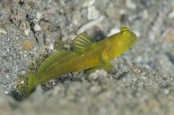 Framed Print : Yellow Shrimpgoby (Cryptocentrus cinctus) adult, resting on black sand, Lembeh Straits, Sulawesi Framed Print : Yellow Shrimpgoby (Cryptocentrus cinctus) adult, resting on black sand, Lembeh Straits, Sulawesi