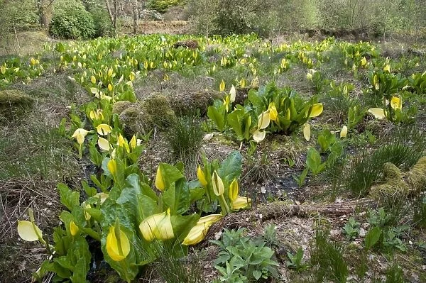 Yellow Skunk Cabbage (Lysichiton americanum) flowering mass, Ardkinglas Woodland Garden, Cairndow, Argyll, Scotland