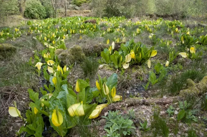 Framed Print : Yellow Skunk Cabbage (Lysichiton americanum) flowering mass, Ardkinglas Woodland Garden, Cairndow, Argyll, Scotland Framed Print : Yellow Skunk Cabbage (Lysichiton americanum) flowering mass, Ardkinglas Woodland Garden, Cairndow, Argyll, Scotland