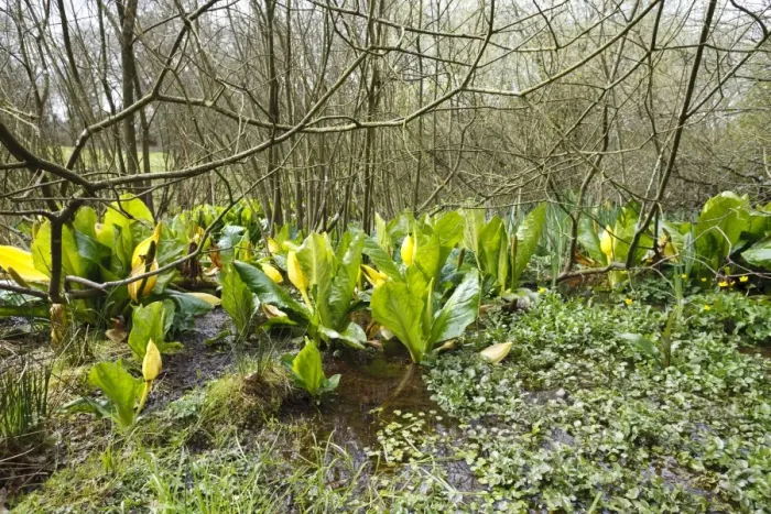 Framed Print : Yellow Skunk Cabbage (Lysichiton americanum) introduced naturalized species, flowering