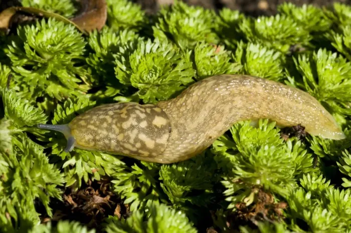 Framed Print : Yellow Slug (Limax flavus) adult, sliding over groundcover vegetation in garden, Belvedere, Bexley, Kent, England Framed Print : Yellow Slug (Limax flavus) adult, sliding over groundcover vegetation in garden, Belvedere, Bexley, Kent, England