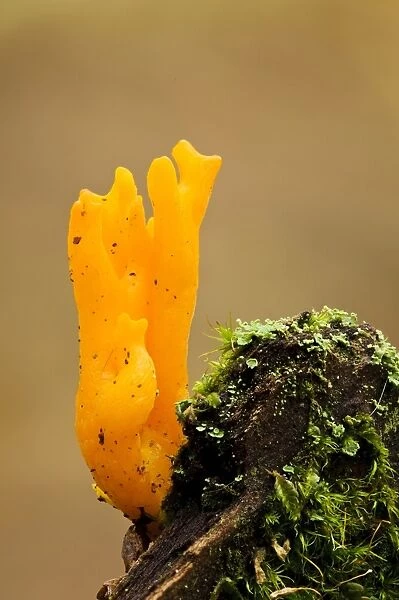 Yellow Stagshorn Fungus (Calocera viscosa) fruiting body, growing from decaying wood, Clumber Park, Nottinghamshire