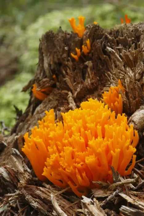 Framed Print : Yellow Stagshorn Fungus (Calocera viscosa) fruiting bodies, growing on rotting conifer stump, Powys, Wales, august Framed Print : Yellow Stagshorn Fungus (Calocera viscosa) fruiting bodies, growing on rotting conifer stump, Powys, Wales, august