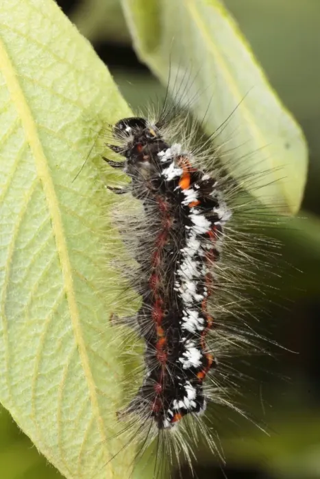 Framed Print : Yellow-tail Moth (Euproctis similis) fully-grown larva, feeding on Sallow (Salix sp. ) leaf, Powys, Wales, june Framed Print : Yellow-tail Moth (Euproctis similis) fully-grown larva, feeding on Sallow (Salix sp. ) leaf, Powys, Wales, june