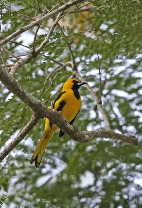 Framed Print : Yellow-tailed Oriole (Icterus mesomelas carrikeri) adult male, perched on branch, Chagres River, Panama, November