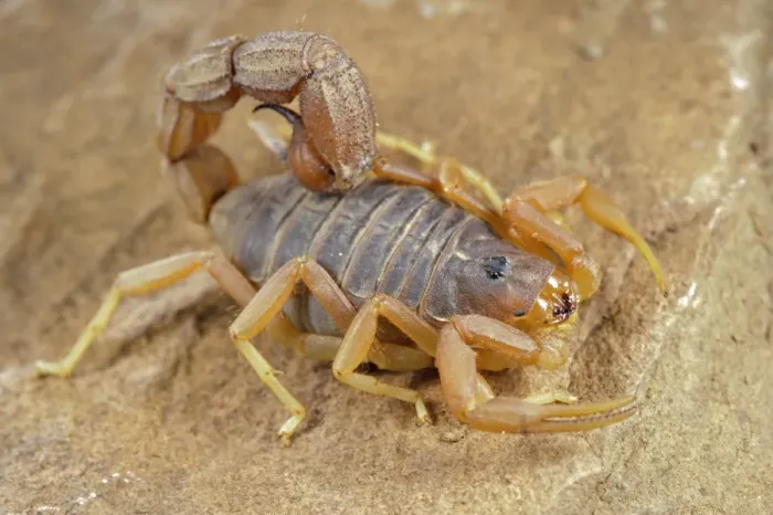 Framed Print : Yellow Thick-tailed Scorpion (Parabuthus mossambicensis) adult, on rock, Karoo Region, South Africa Framed Print : Yellow Thick-tailed Scorpion (Parabuthus mossambicensis) adult, on rock, Karoo Region, South Africa