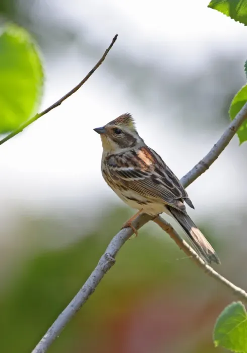 Framed Print : Yellow-throated Bunting (Emberiza elegans elegans) adult female, perched on twig, Hebei, China, may
