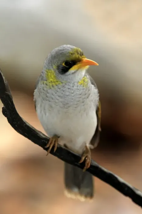 Framed Print : Yellow-throated Miner (Manorina flavigula) adult, perched on twig, Outback, Northern Territory, Australia