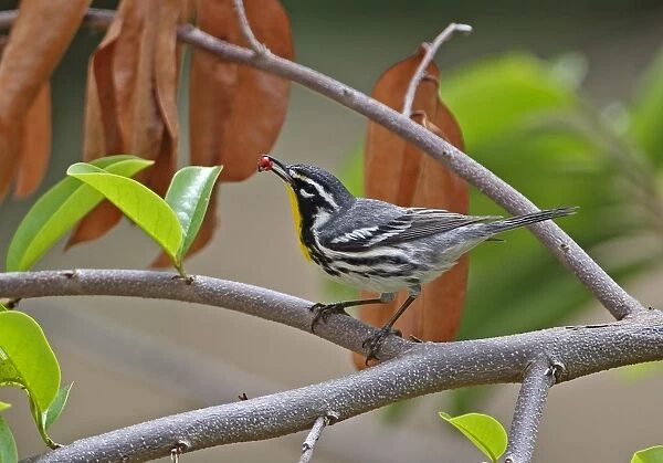 Yellow-throated Warbler (Setophaga dominica) adult, with beetle prey in beak, perched on branch, Cayo Coco