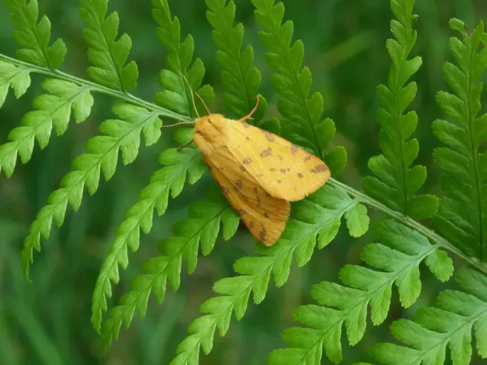 Framed Print : Yellow Tiger Moth (Rhyparia purpurata) adult, resting on Lady Fern (Athyrium filix-femina) frond, Cannobina Valley Framed Print : Yellow Tiger Moth (Rhyparia purpurata) adult, resting on Lady Fern (Athyrium filix-femina) frond, Cannobina Valley