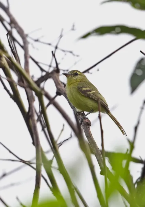 Framed Print : Yellow Tyrannulet (Capsiempis flaveola semiflava) adult, perched on twig, Rio Indio, Panama, October