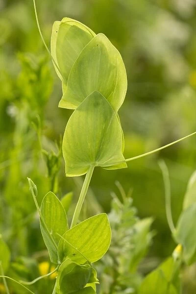 Yellow Vetchling (Lathyrus aphaca) close-up of stipules and tendrils, Romania, June
