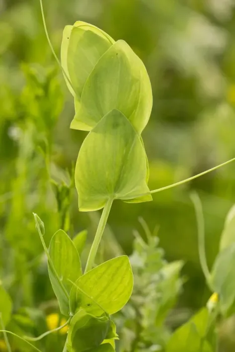 Framed Print : Yellow Vetchling (Lathyrus aphaca) close-up of stipules and tendrils, Romania, June Framed Print : Yellow Vetchling (Lathyrus aphaca) close-up of stipules and tendrils, Romania, June