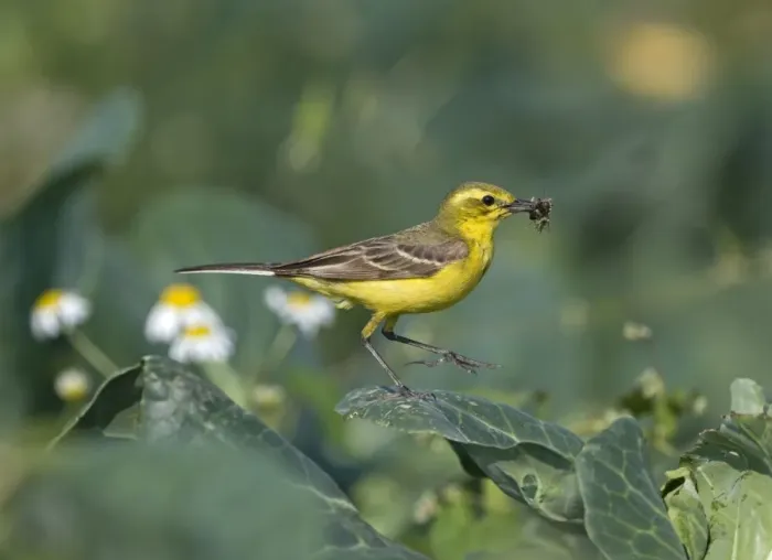 Framed Print : Yellow Wagtail (Motacilla flava) adult male, with insects in beak, collecting food for chicks, perched on cabbage leaf in field, Lincolnshire, England, july Framed Print : Yellow Wagtail (Motacilla flava) adult male, with insects in beak, collecting food for chicks, perched on cabbage leaf in field, Lincolnshire, England, july