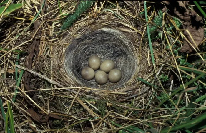Framed Print : Yellow Wagtail (Motacilla flava) five eggs in nest