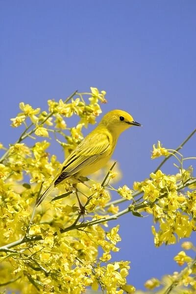 Yellow Warbler (Dendroica petechia) adult male, perched in flowering palo verde, U. S. A