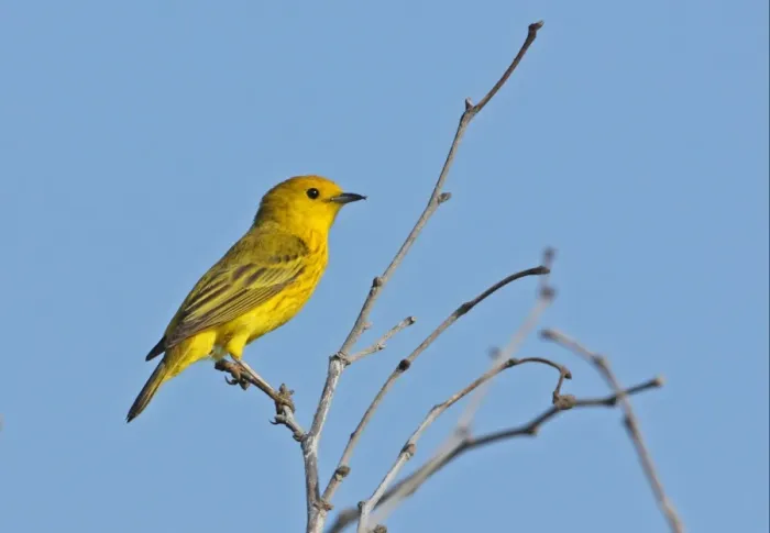 Framed Print : Yellow Warbler (Dendroica petechia eoa) adult male, with overgrown beak tips crossing, perched on bare bush Framed Print : Yellow Warbler (Dendroica petechia eoa) adult male, with overgrown beak tips crossing, perched on bare bush